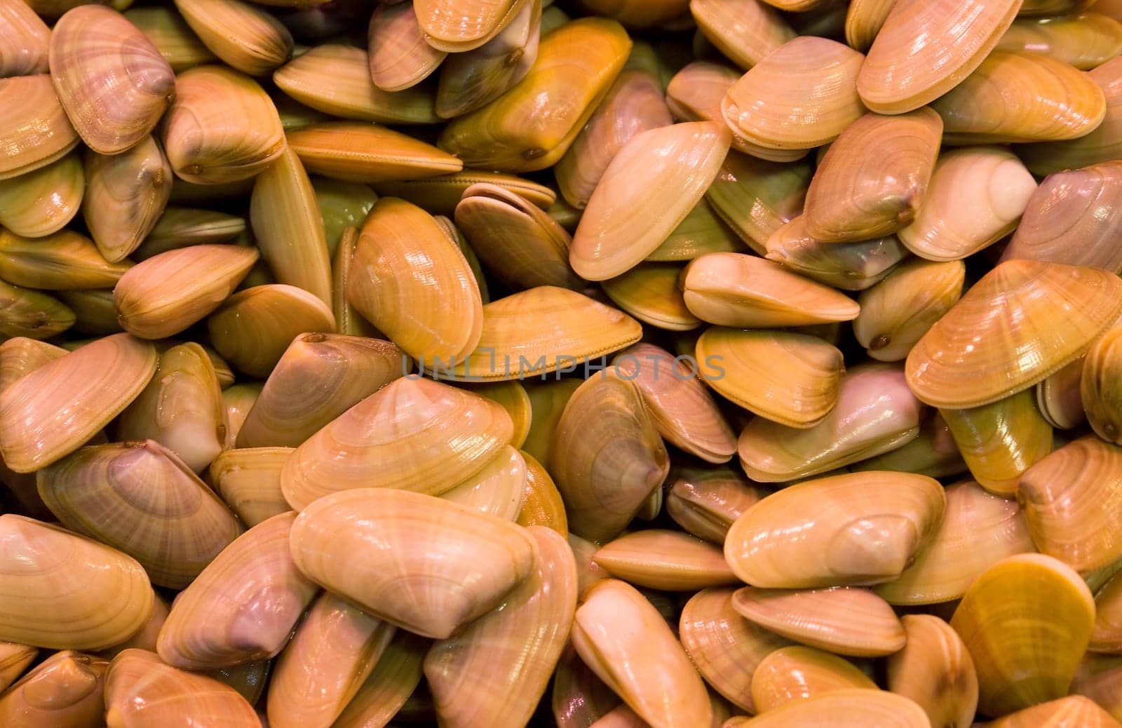 Mussels from the Mediterranean