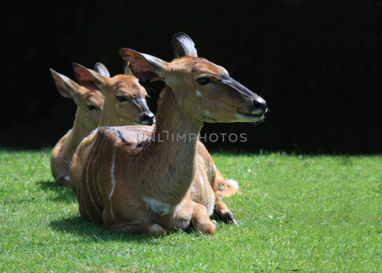 Sunbath
