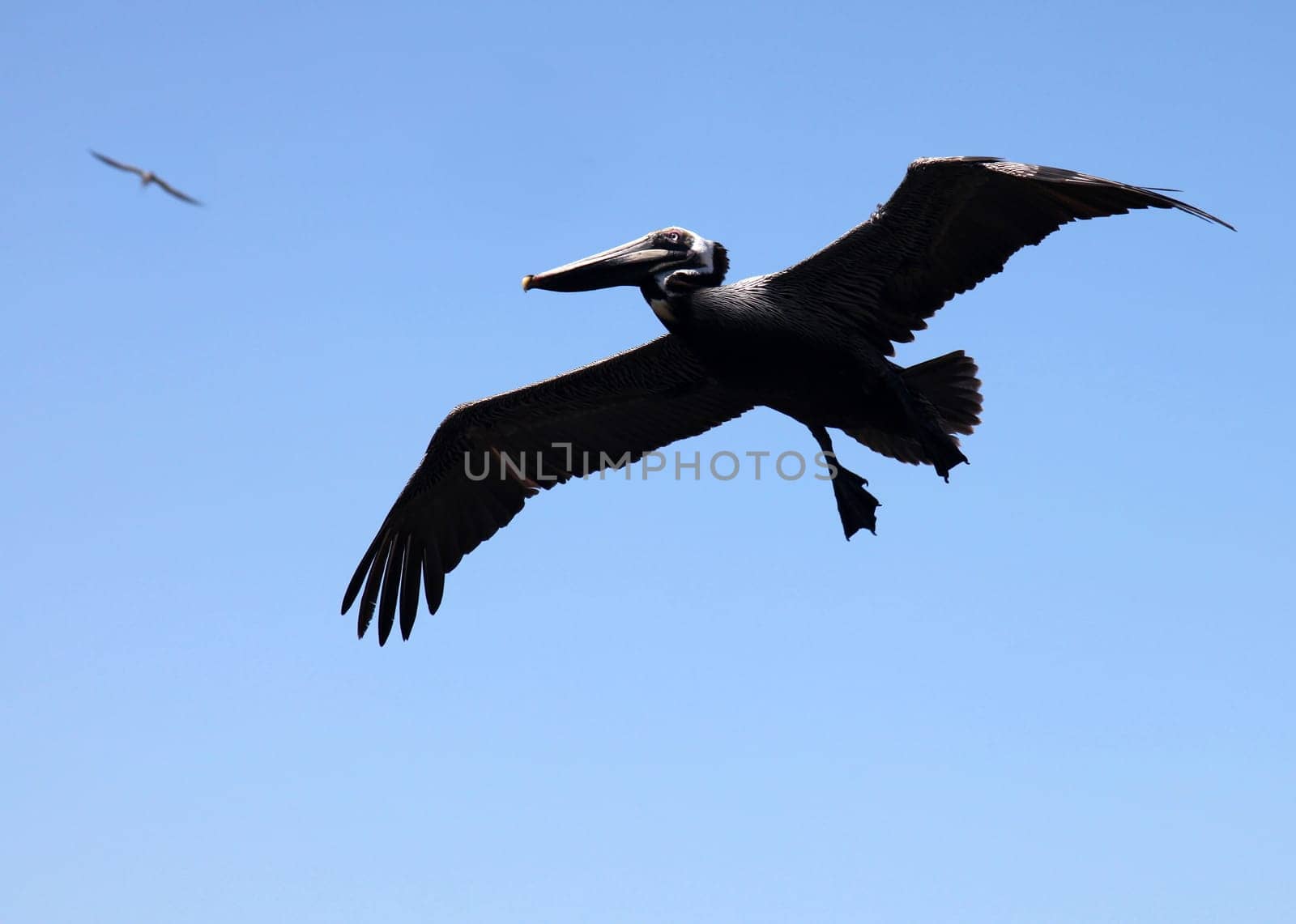 Pelican in flight