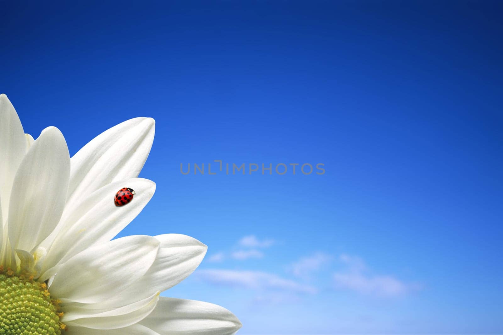 Daisy and ladybird