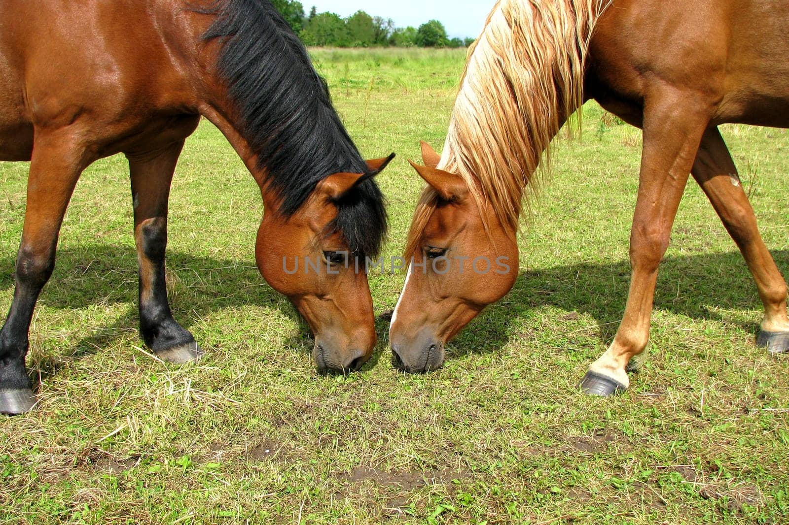 Horse Friendship