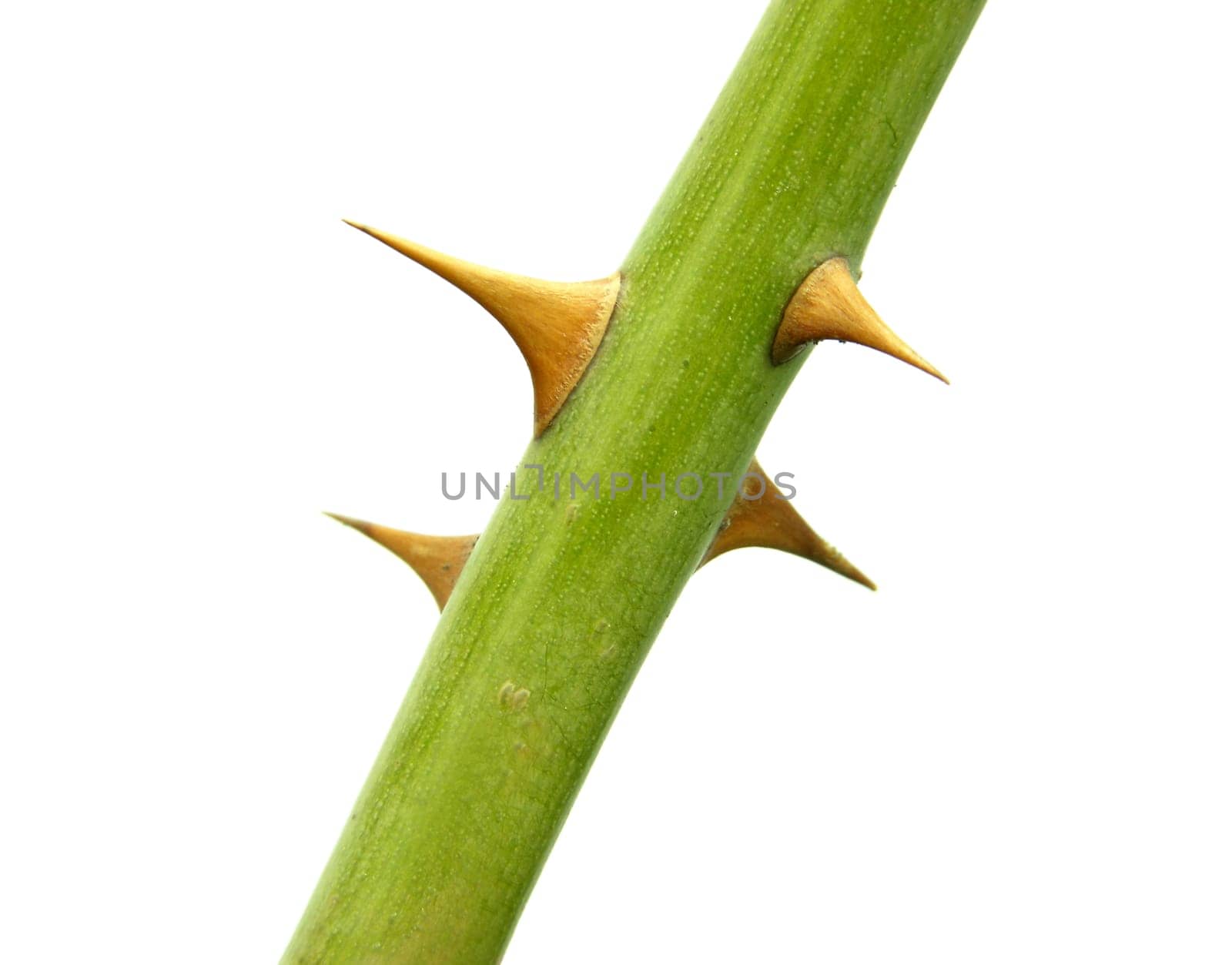Section of a flower stem with thorns