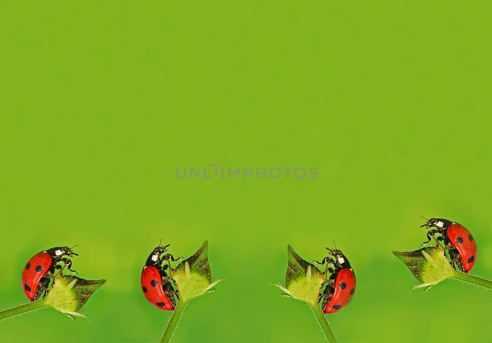 Ladybug Assembly