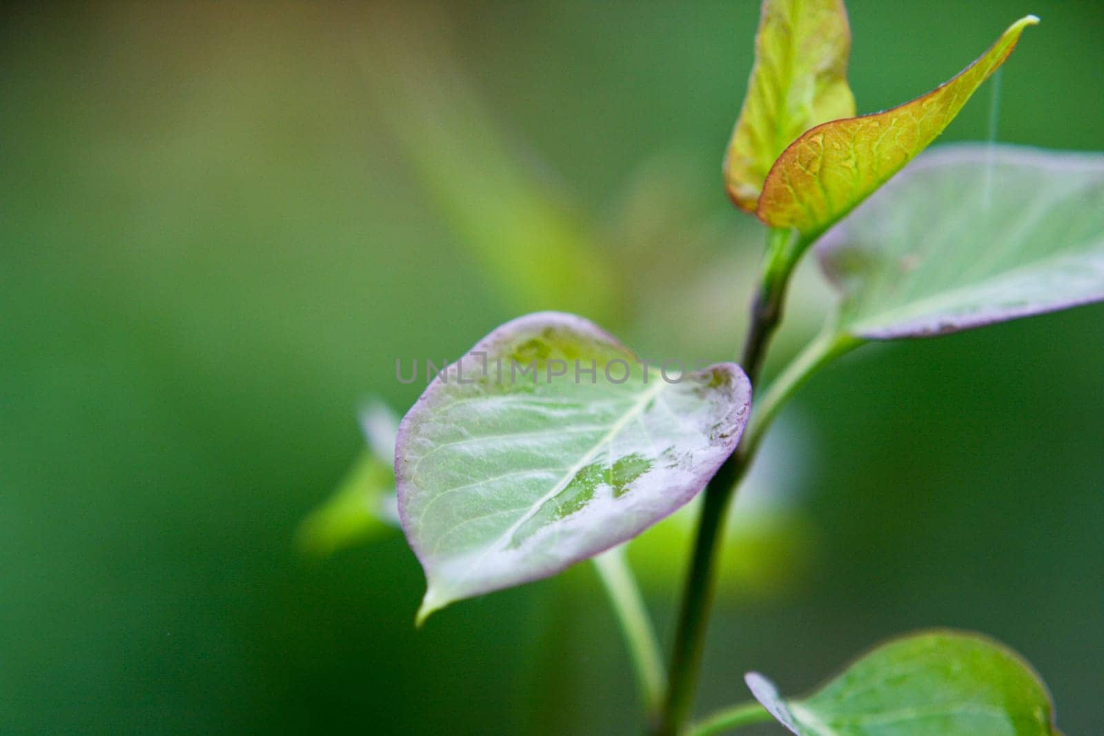 Closeup Of Flower Leaves