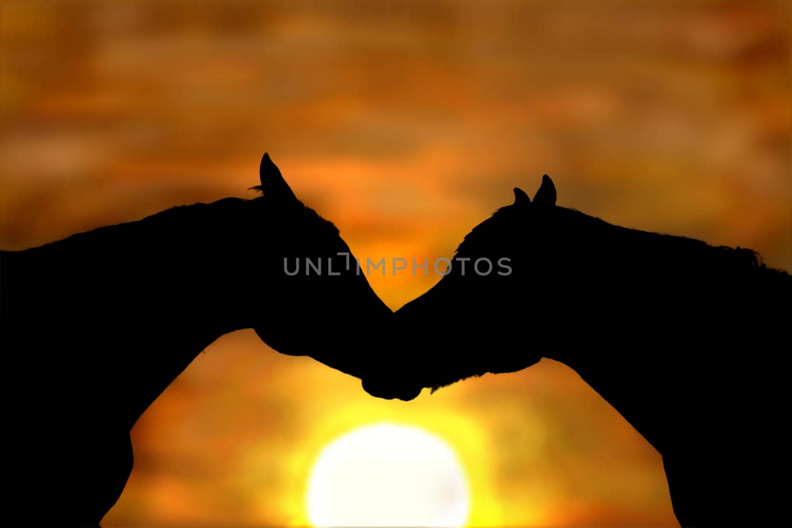 Horses in front of the sunset