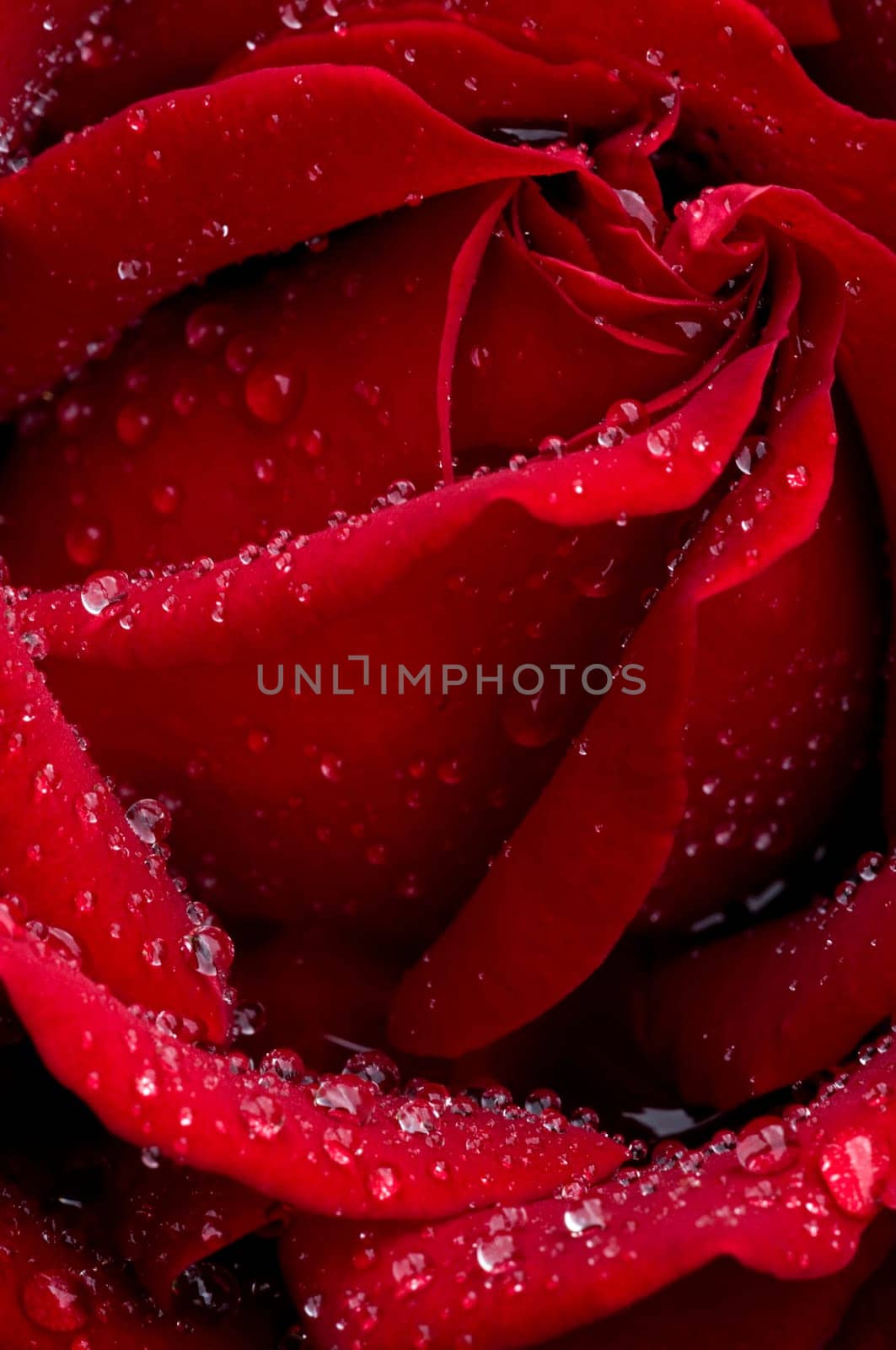 Red Rose