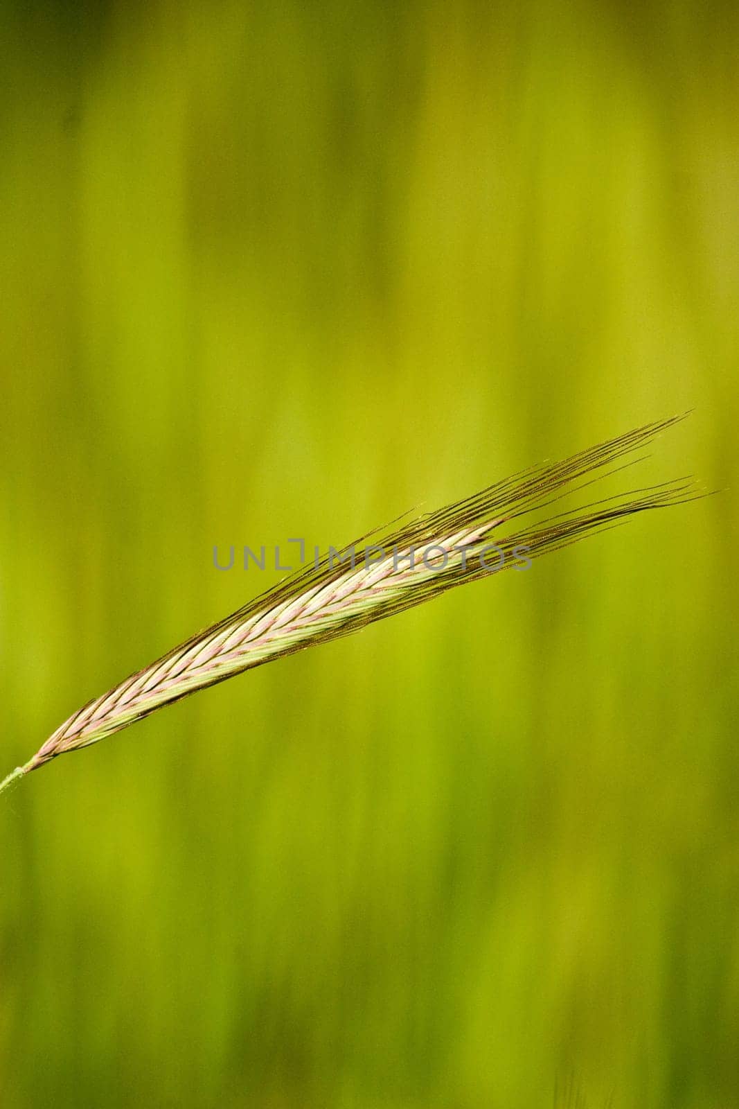 wild plant