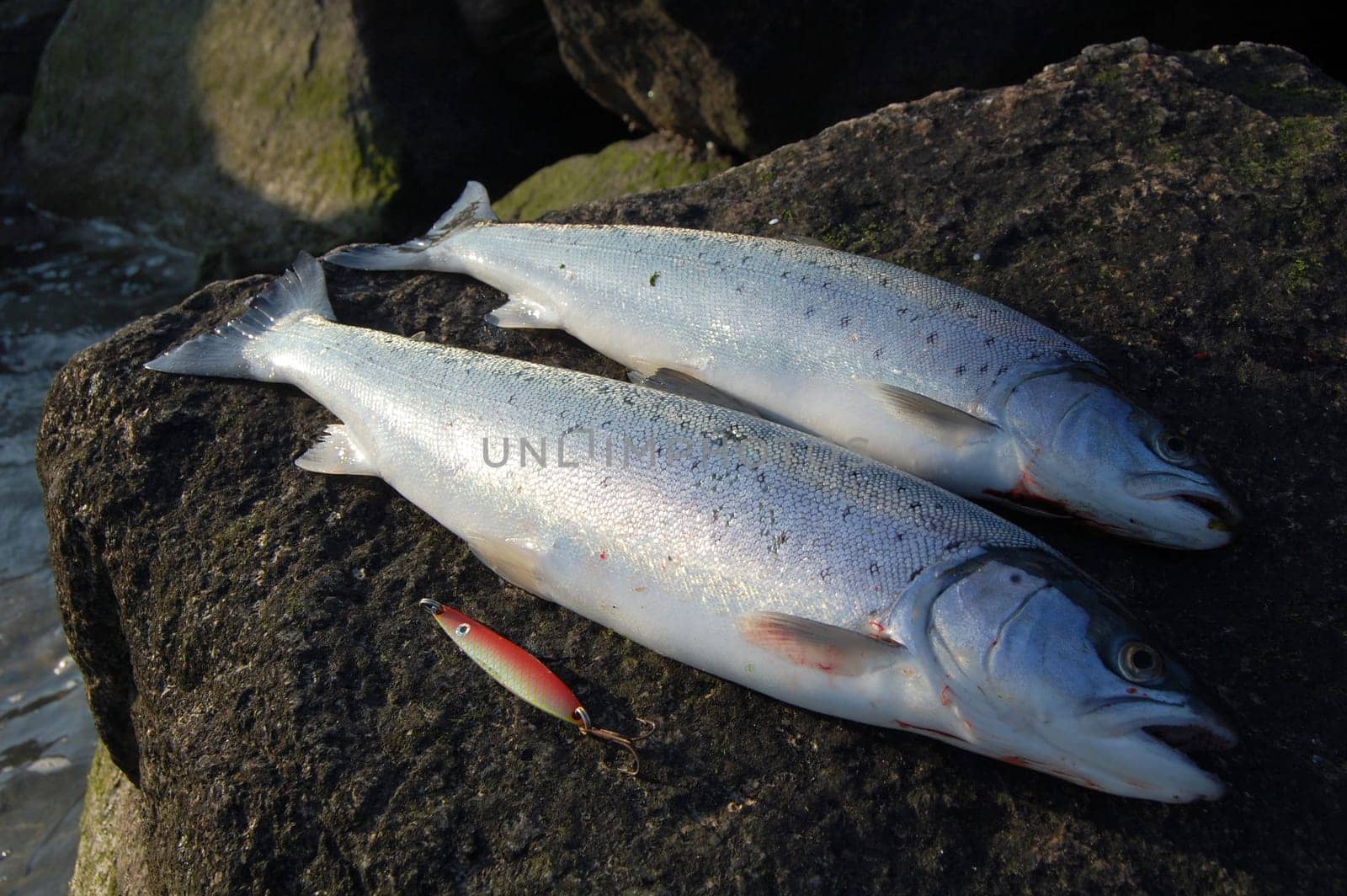 Sea trout