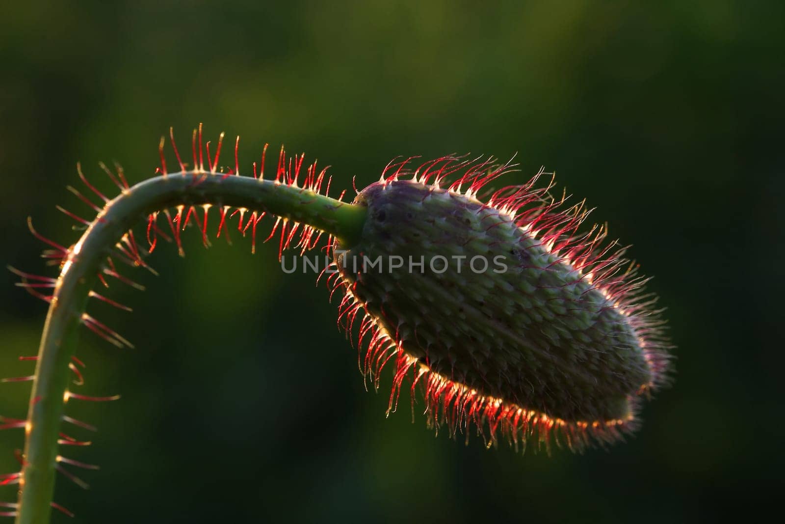 Backlit