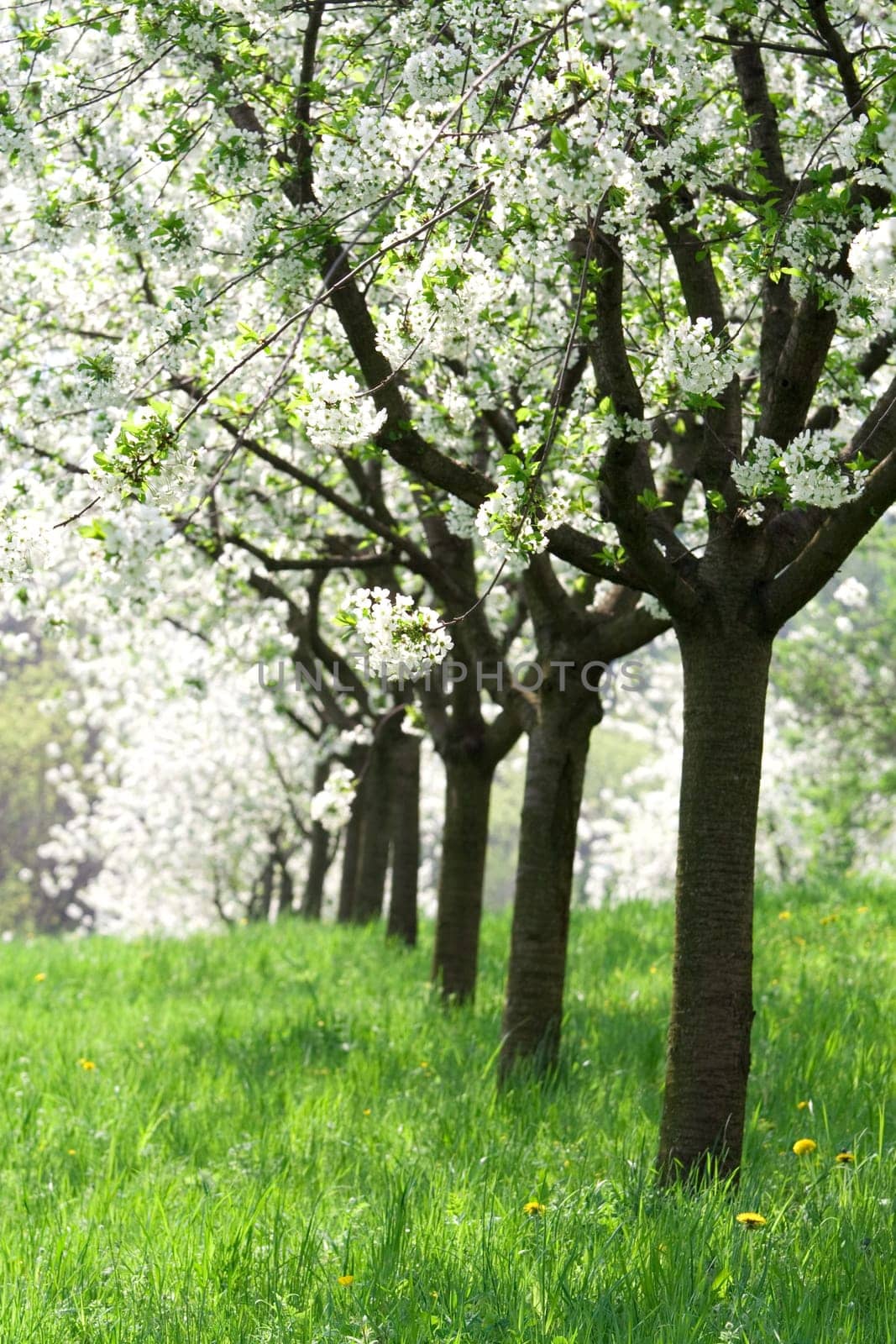 Orchard - spring trees