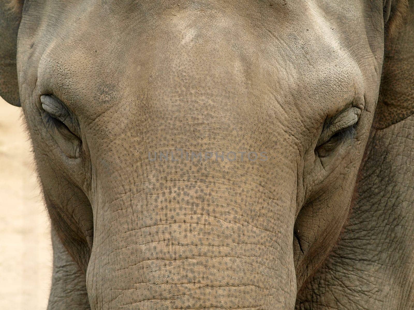 Asian elephant