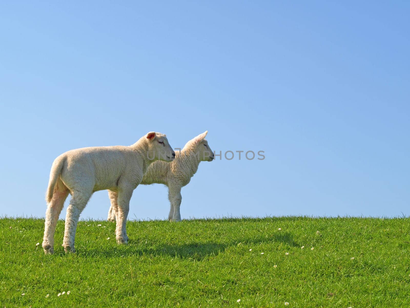 Two Easter Lambs 2