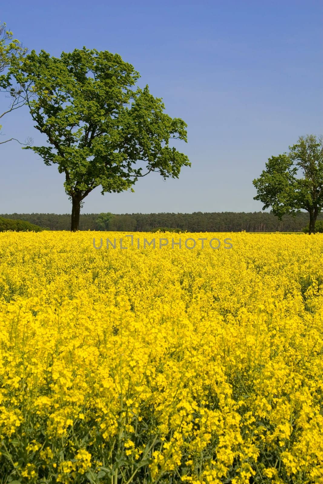 Rapeseed flowers