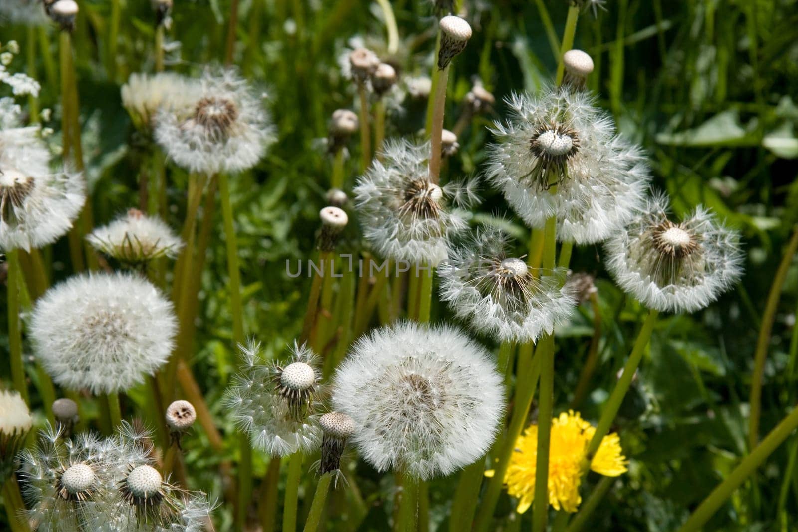 Dandelions