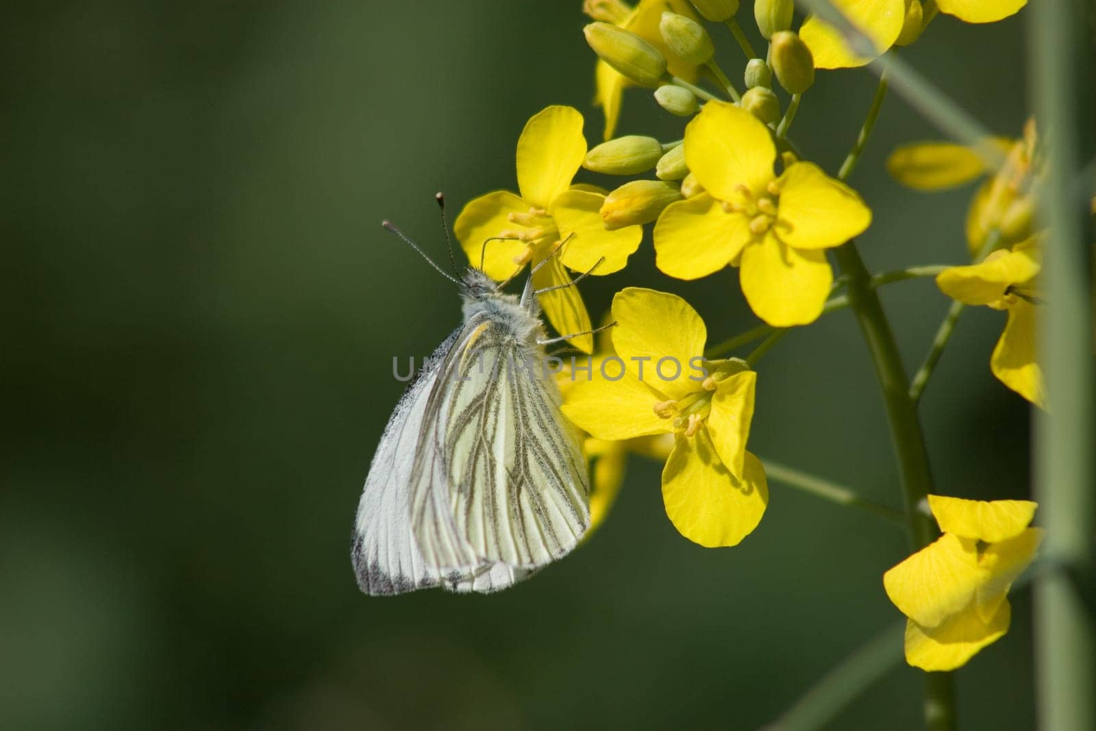 Cabbage white folded