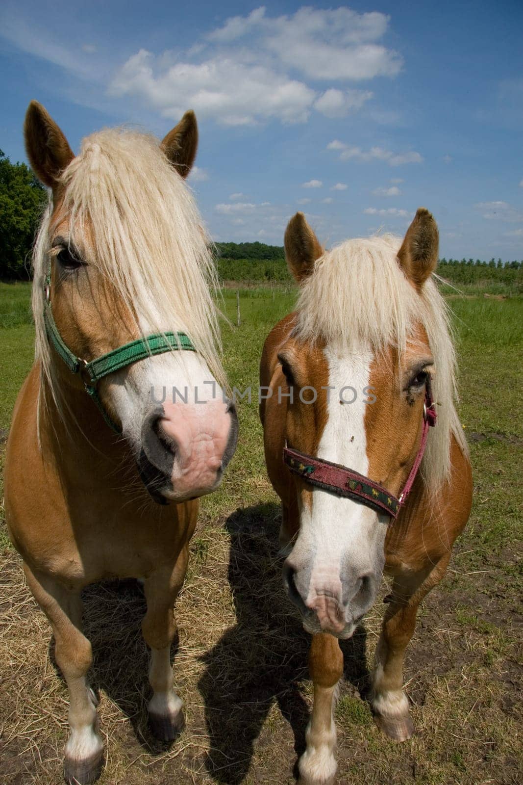 Pair of horses