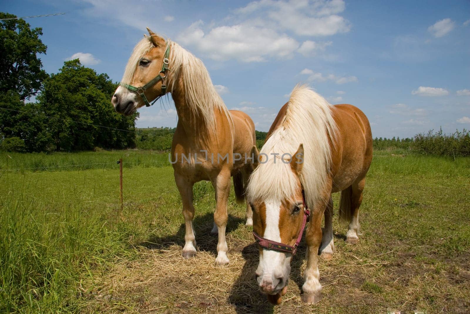 Horse Doubles