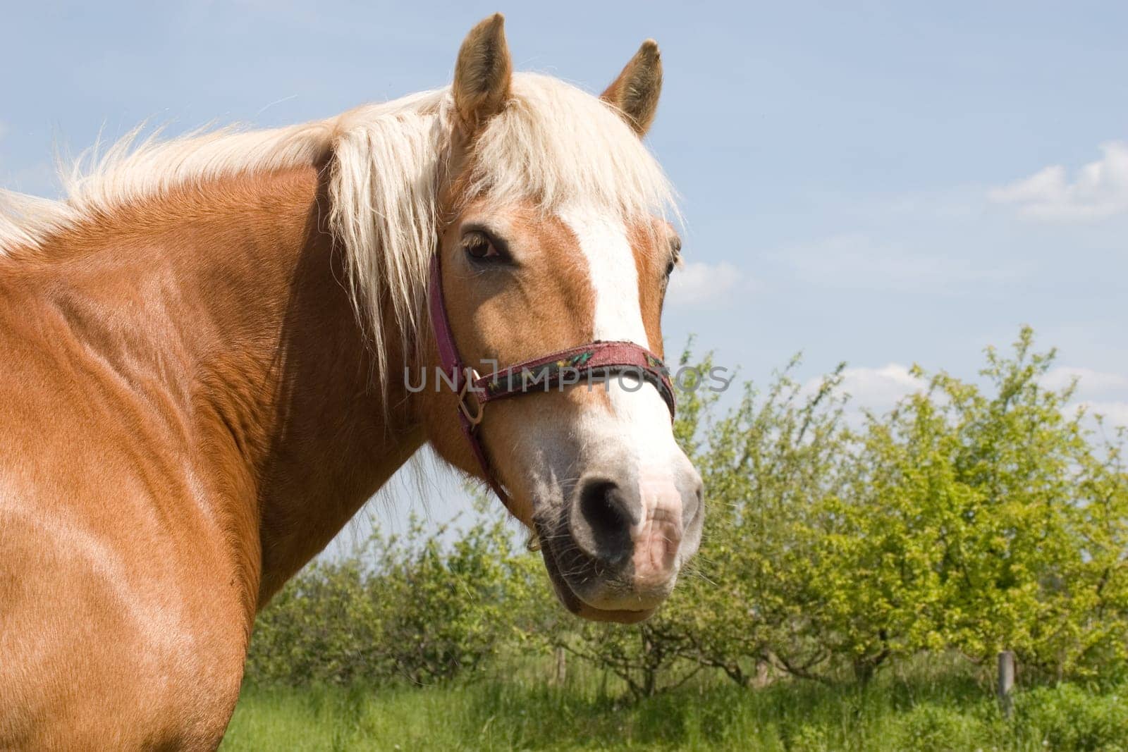 Haflinger