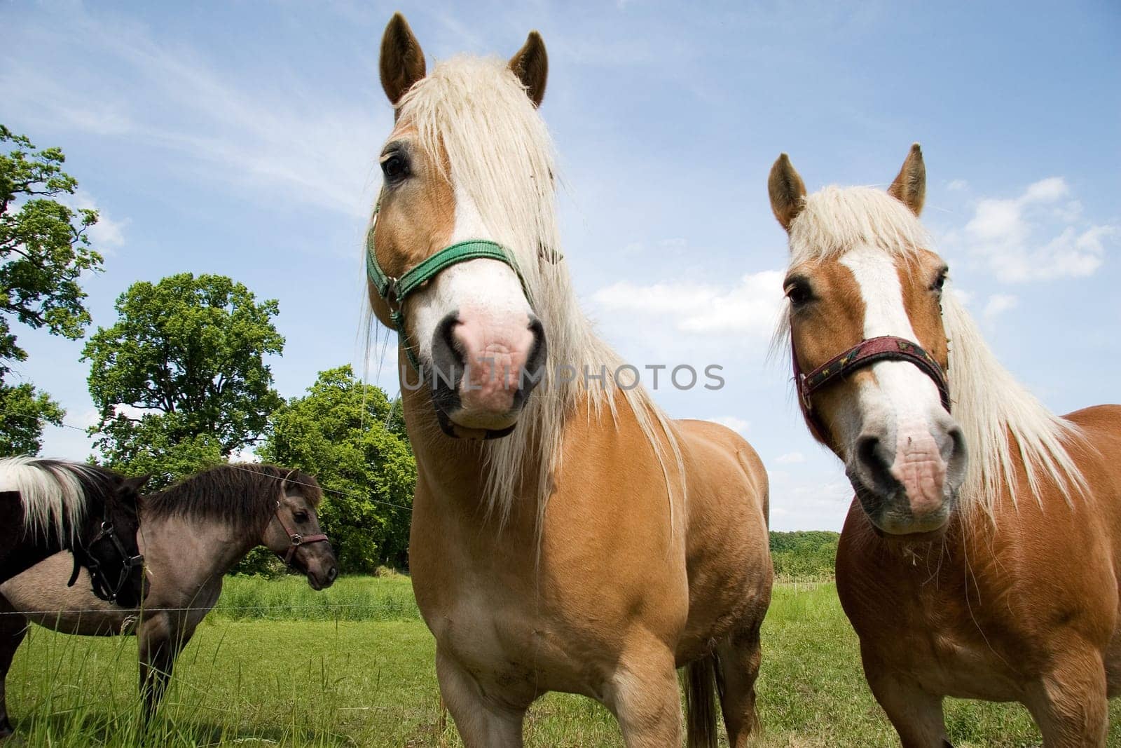 With four horses