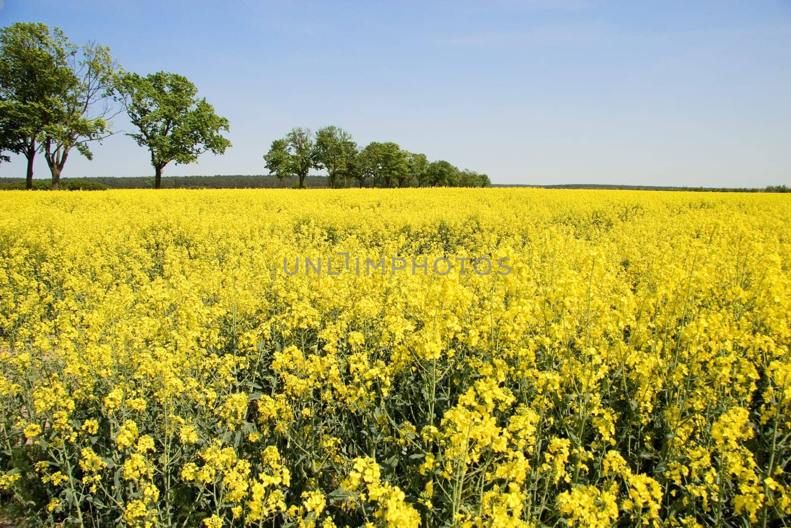 rapeseed