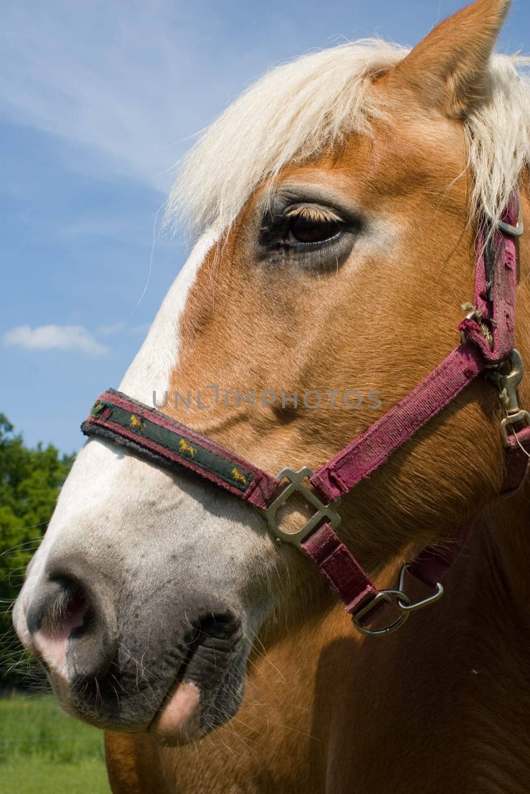 A horse's head