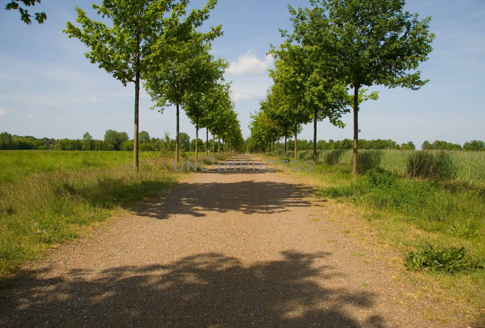 Young Oak Alley