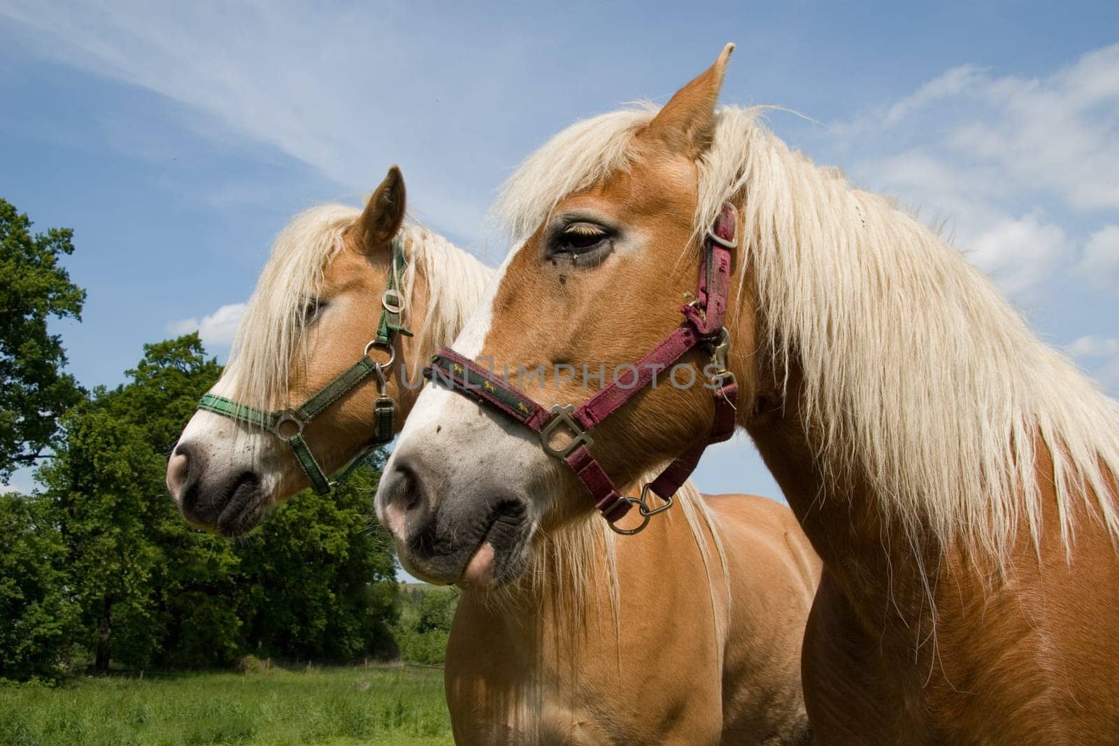 Two Haflinger horses