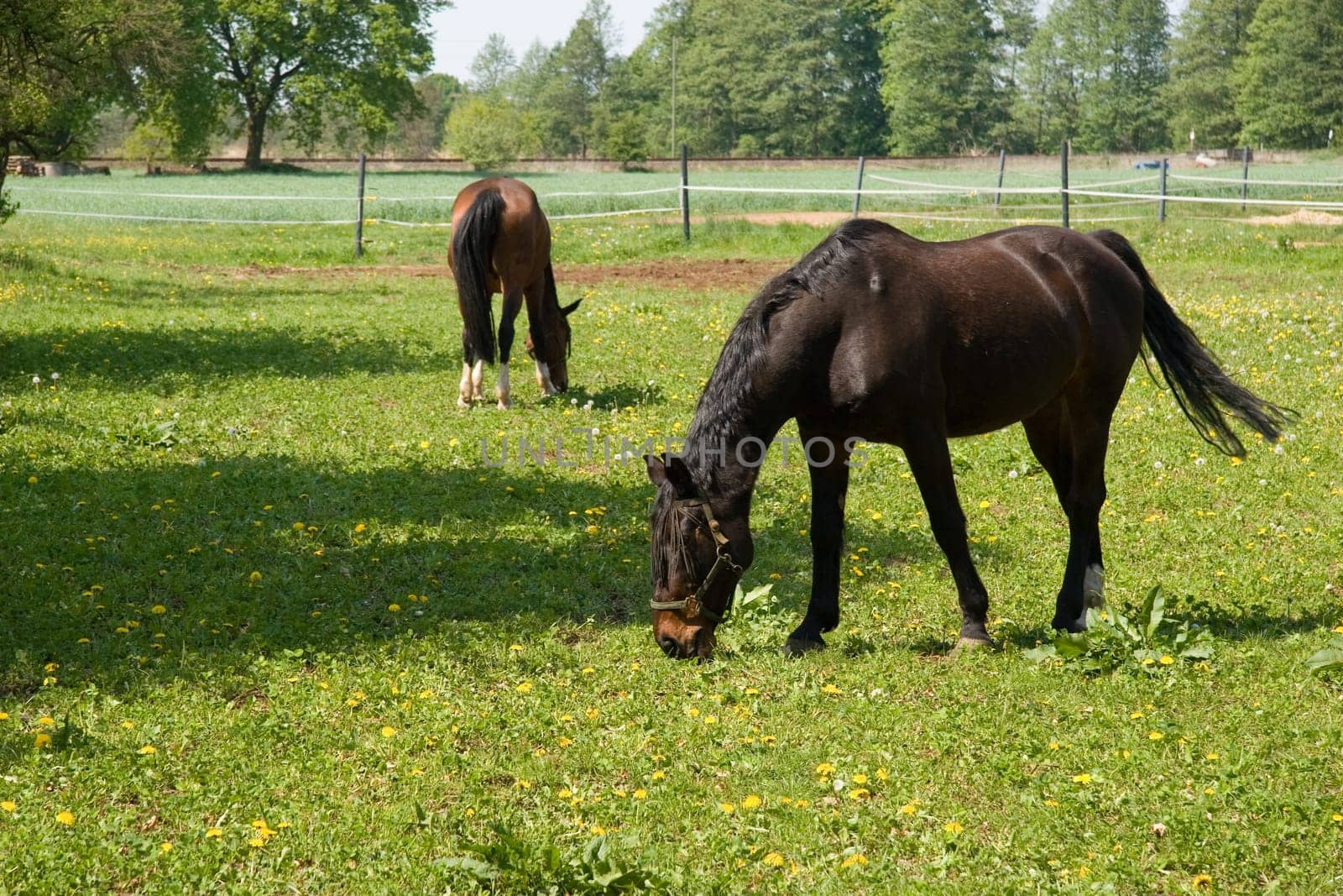 Horses in the paddock