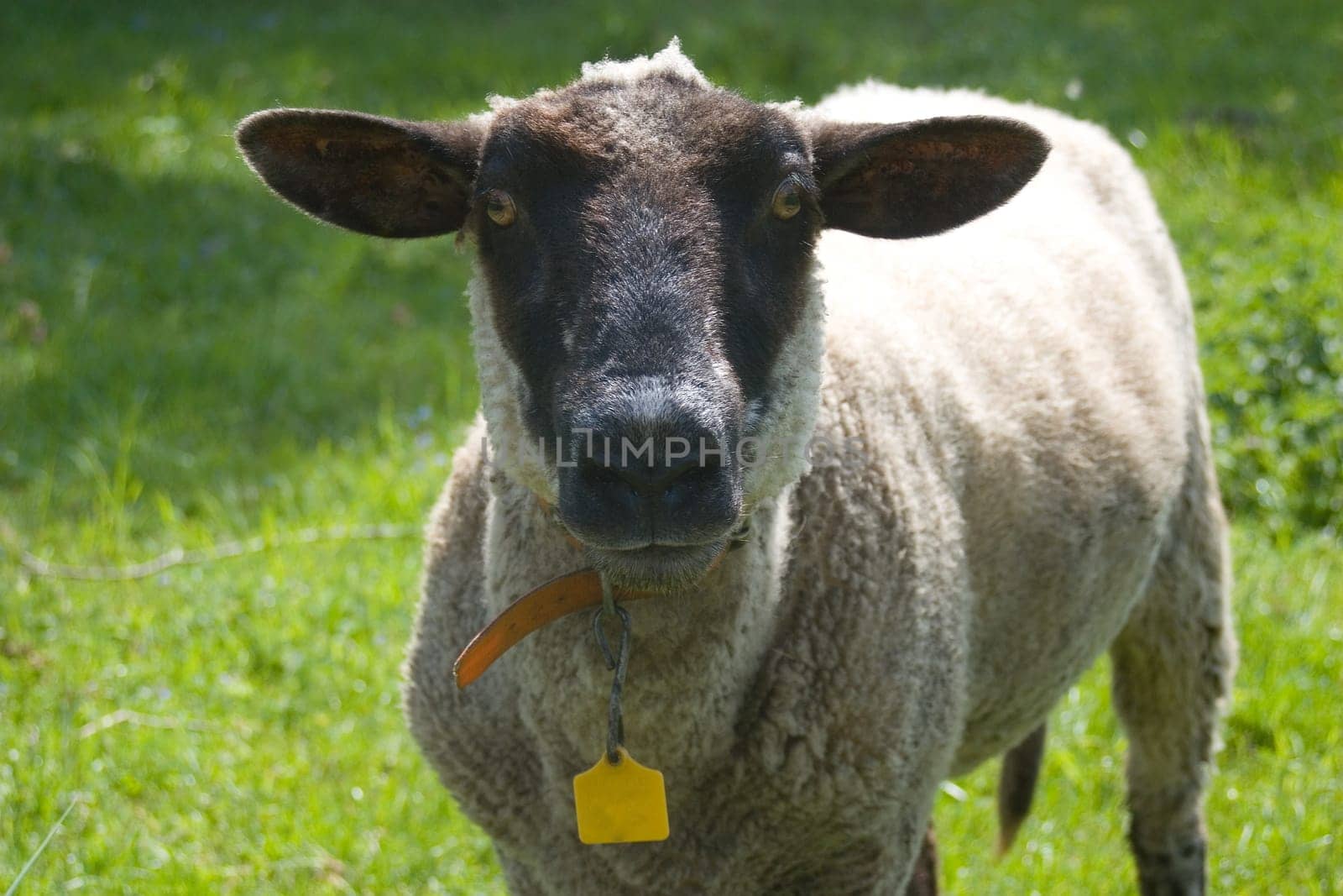 Sheep's Head