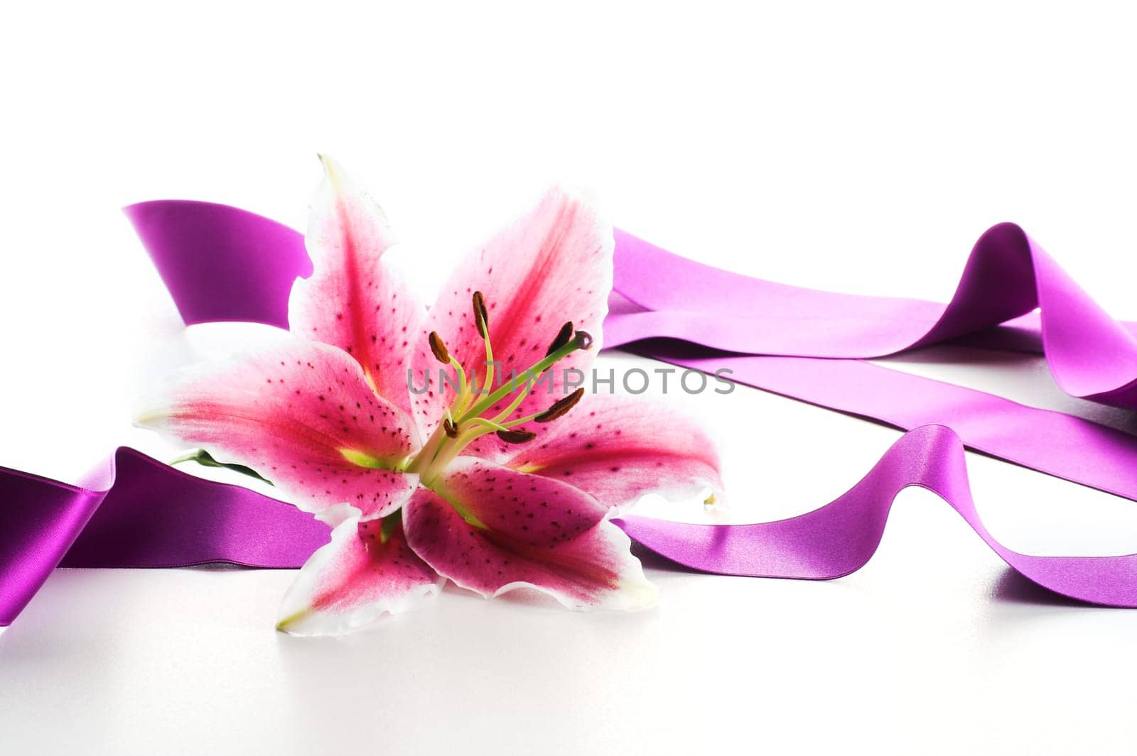 Lily
