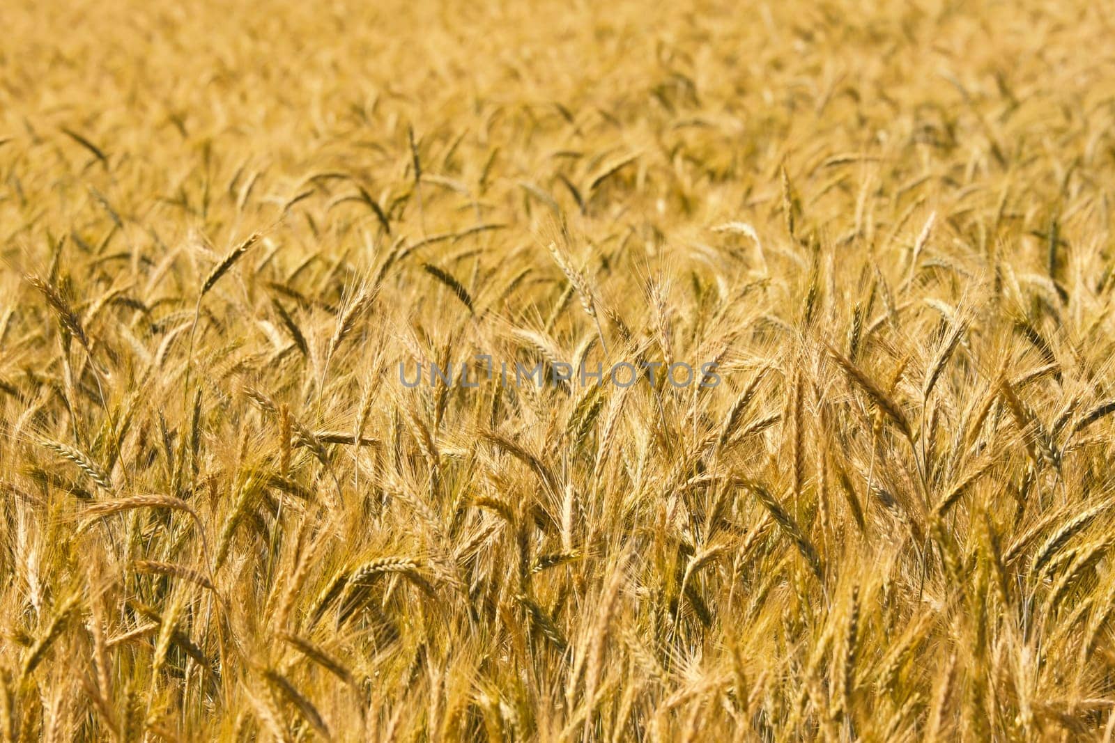 wheat background