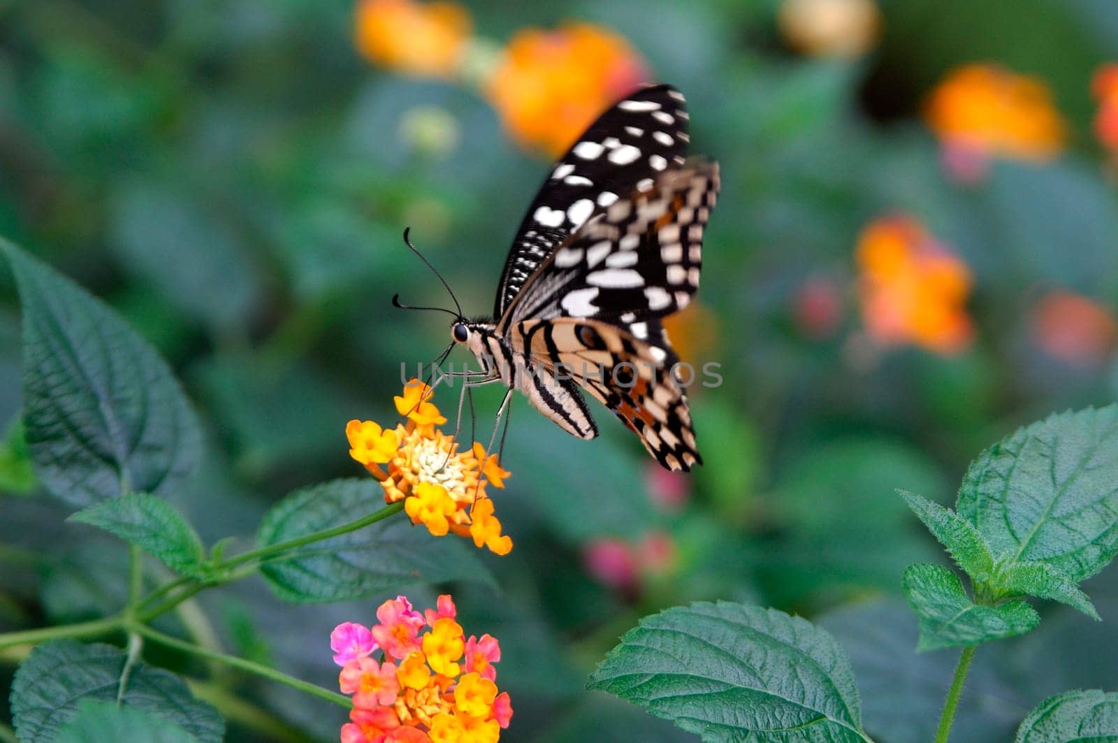 Citus Butterfly,Papilio demoleus