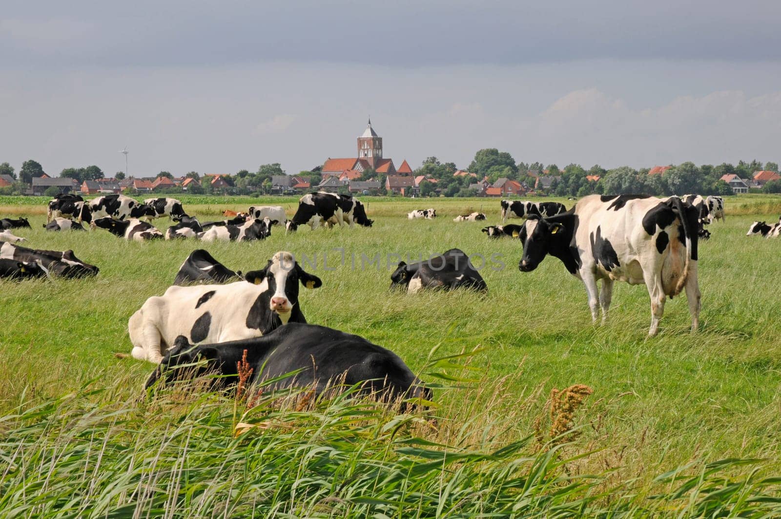 Cows in a pasture near Pilsum