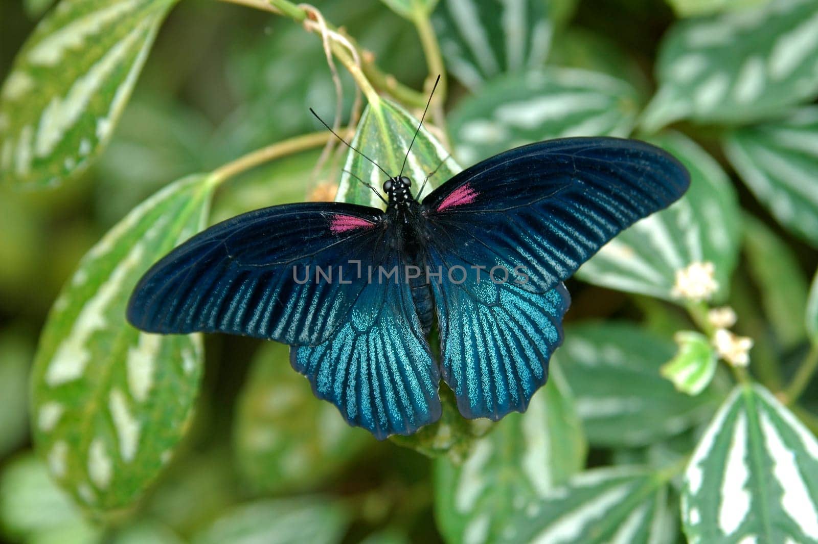 Great Mormon,Papilio memnon