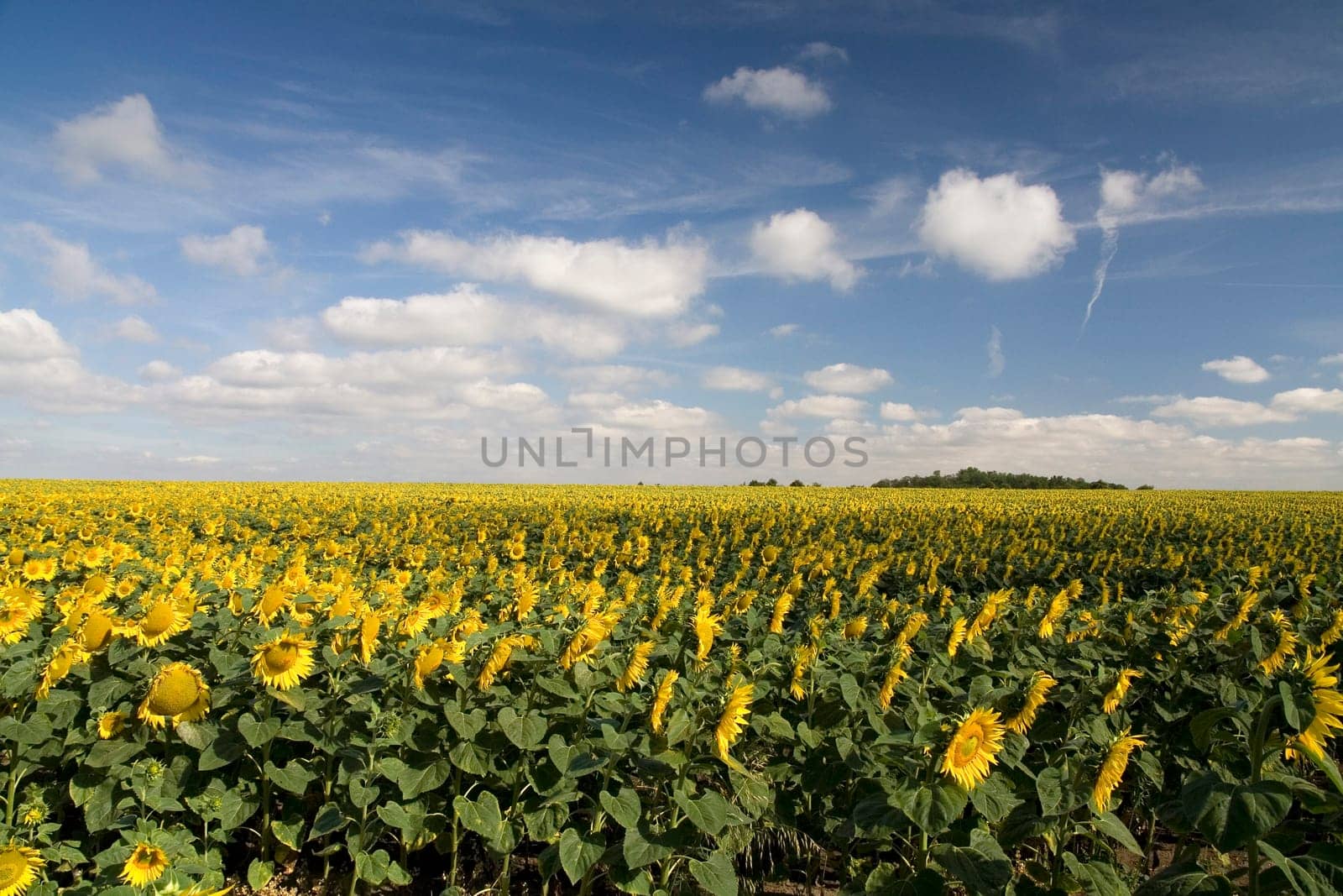 Sunflower field