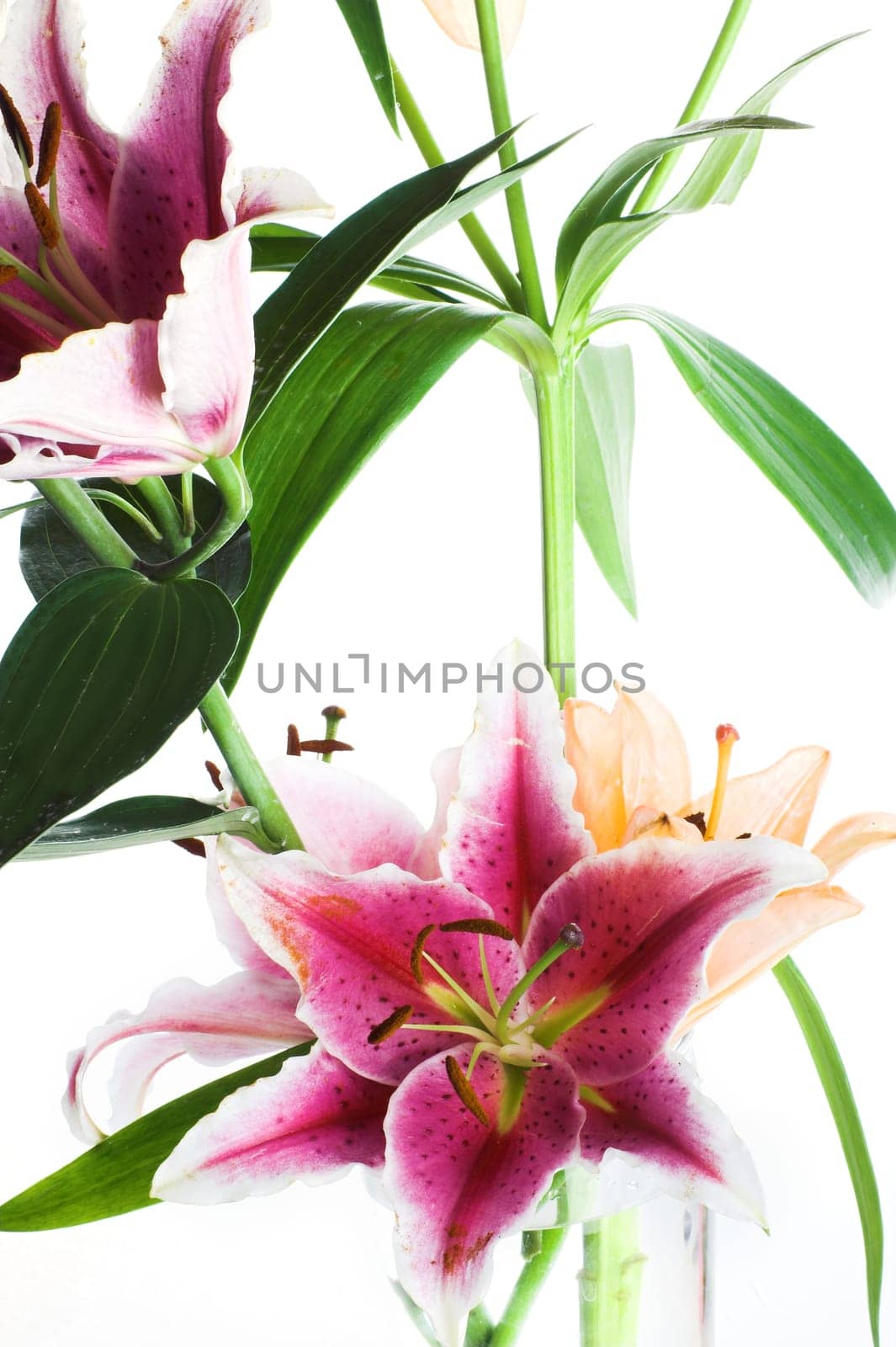Lily
