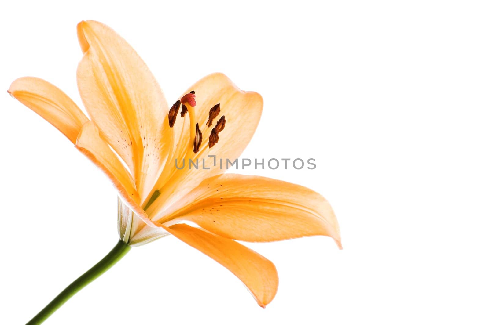 Lily