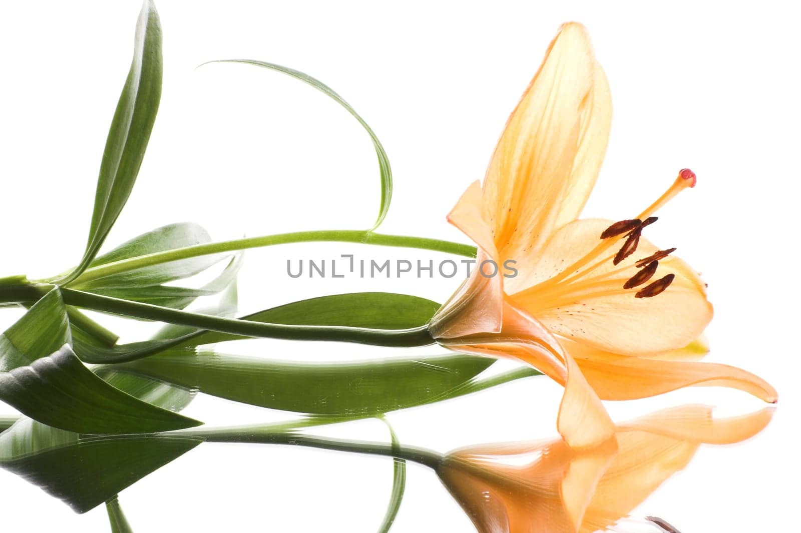 Lily