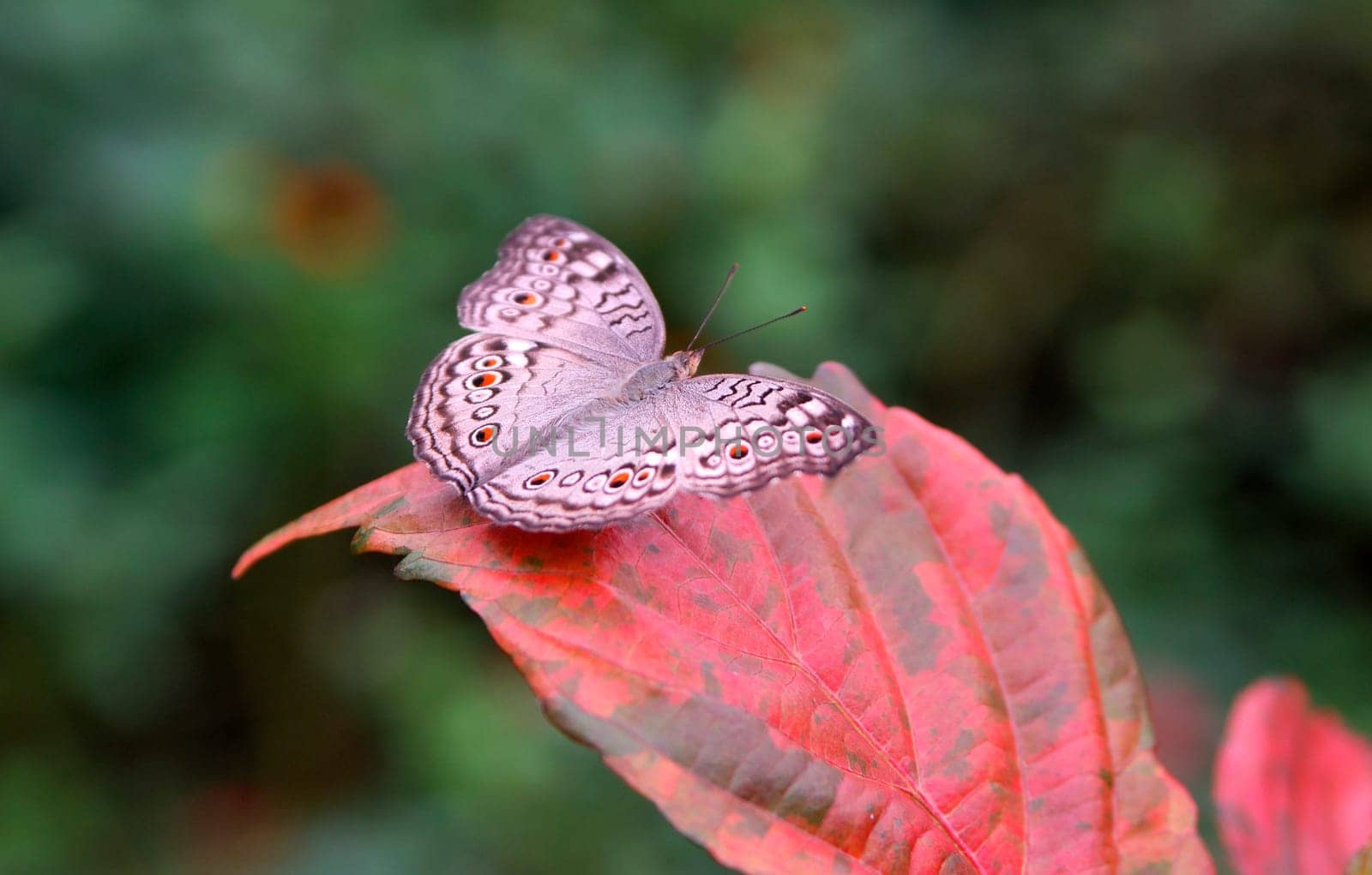 Gray pansy,Junonia atlites