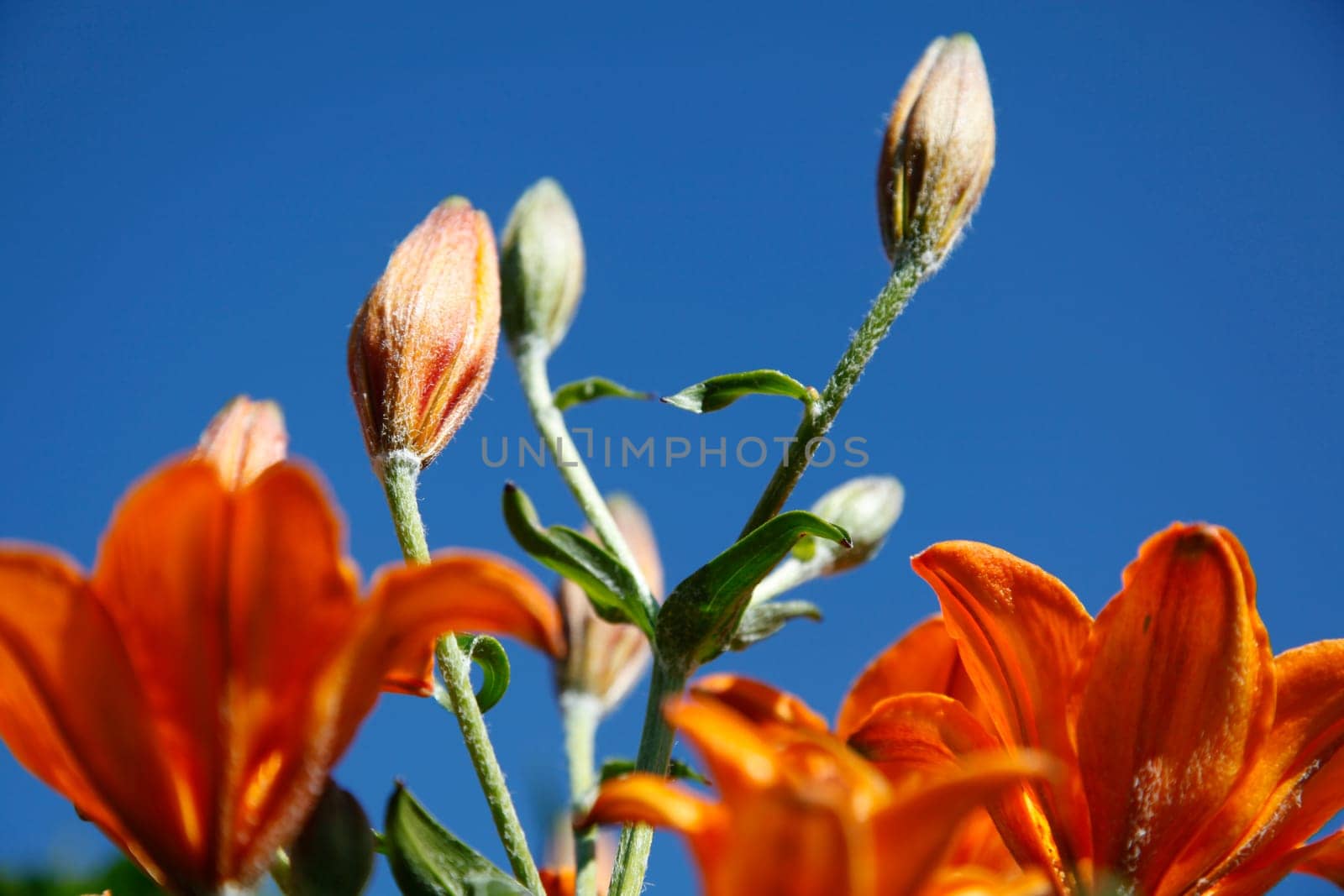 Lily Blossoms