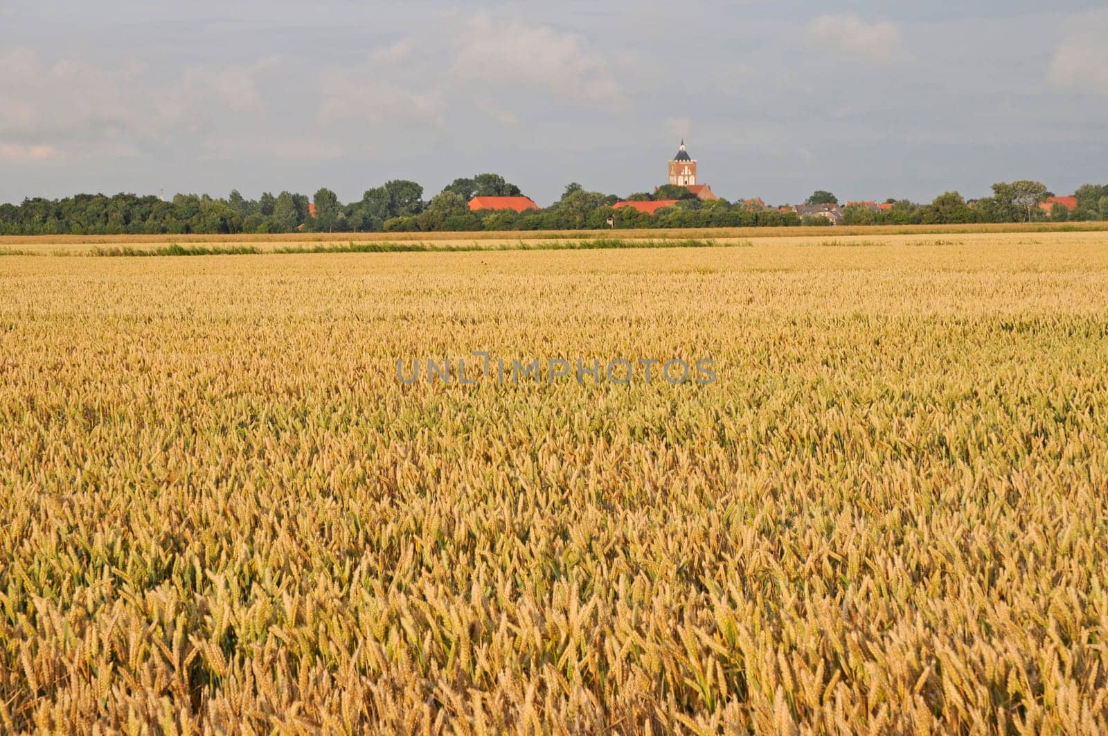 Wheat field near Pilsum