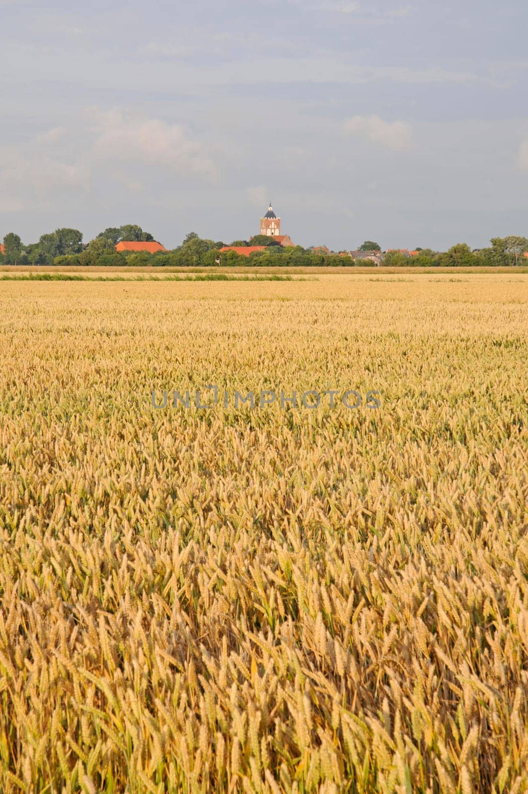 Wheat field near Pilsum