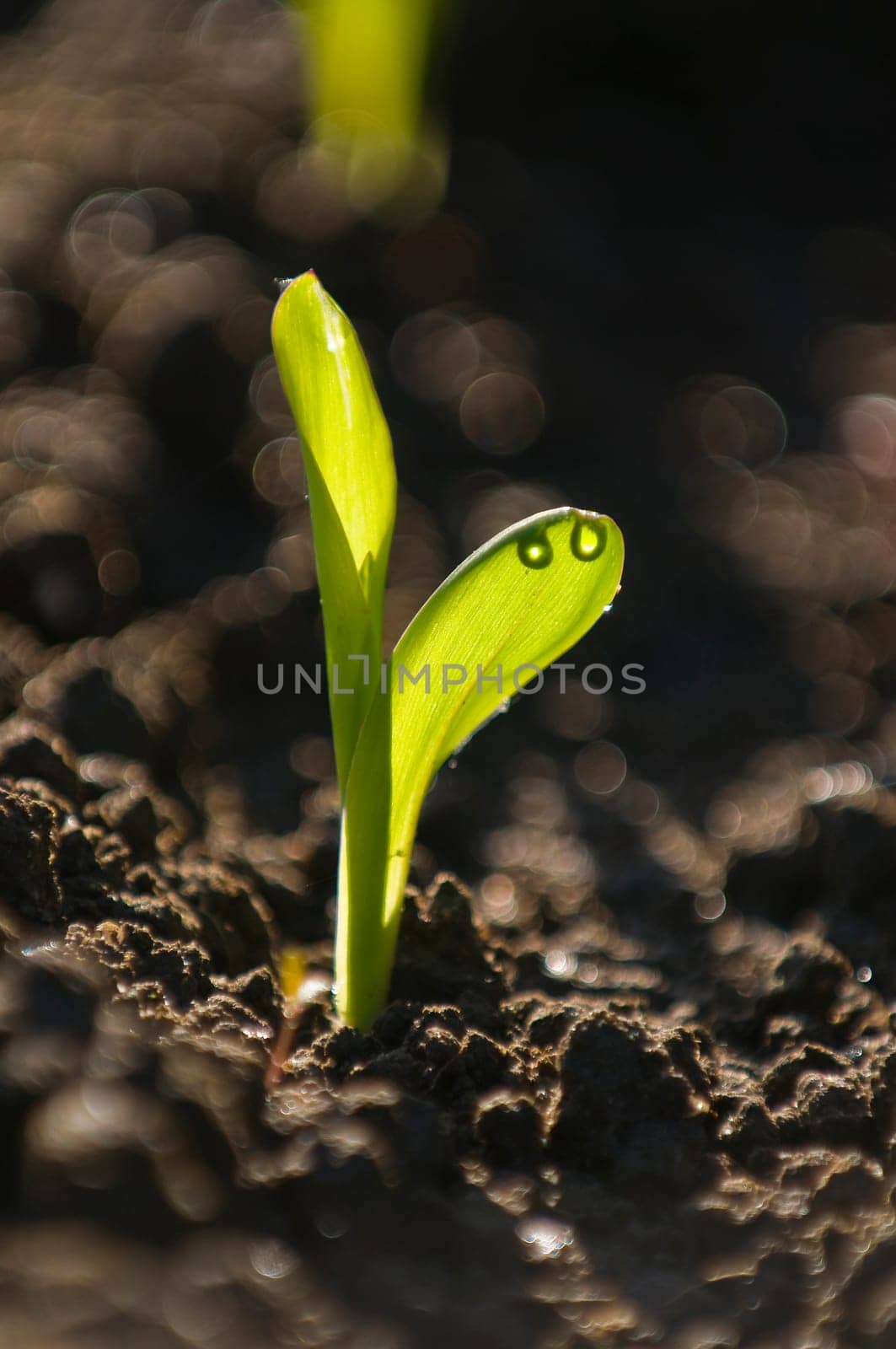 Corn plants backlit