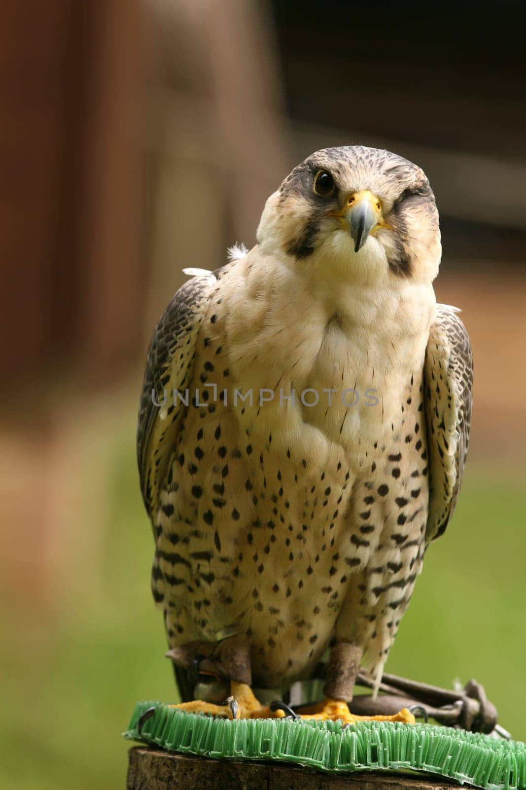 falcon