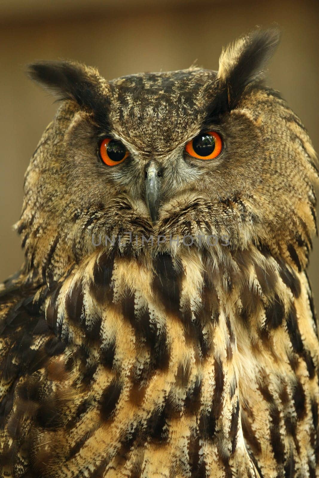 night owl