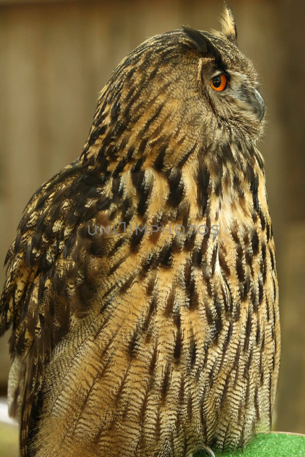 night owl