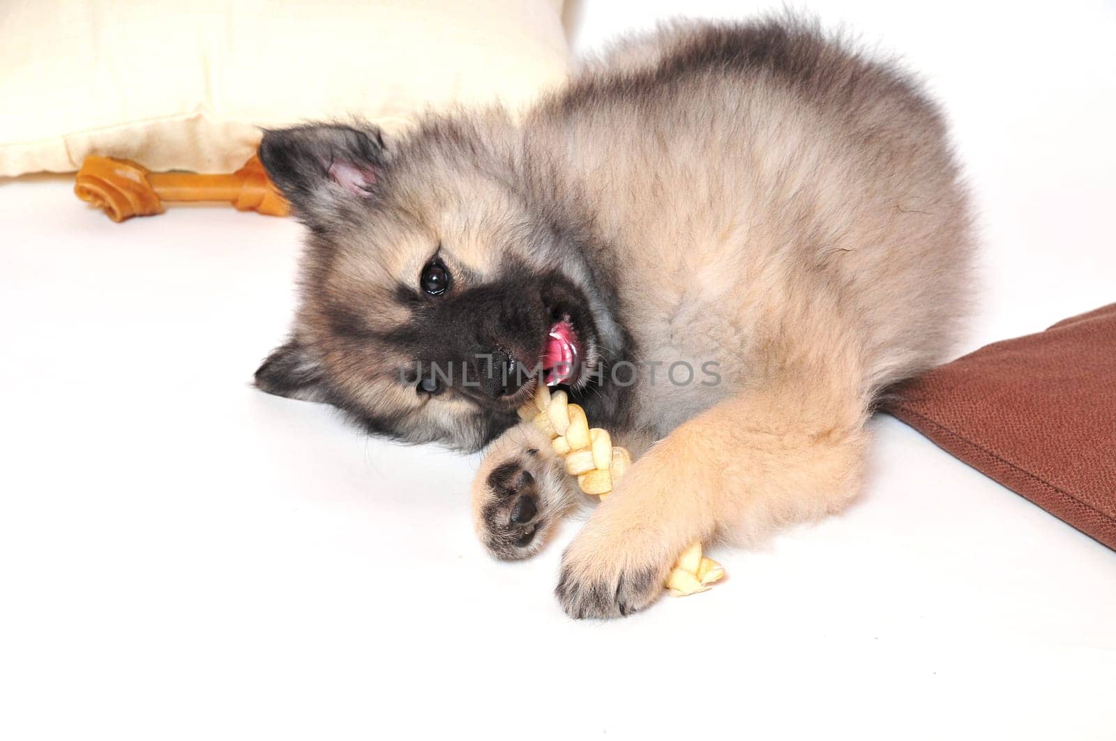 Dog puppy playing