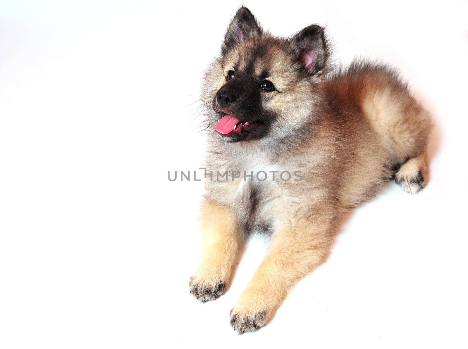 Wolfsspitz puppy