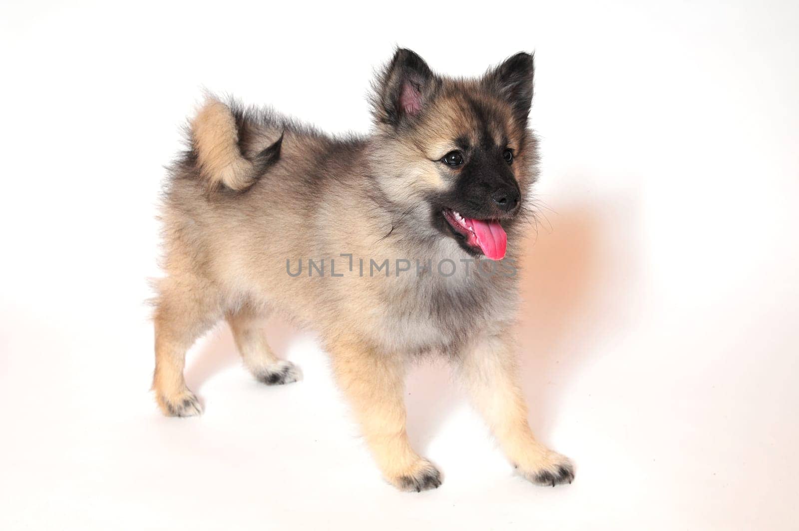 Wolfsspitz puppy