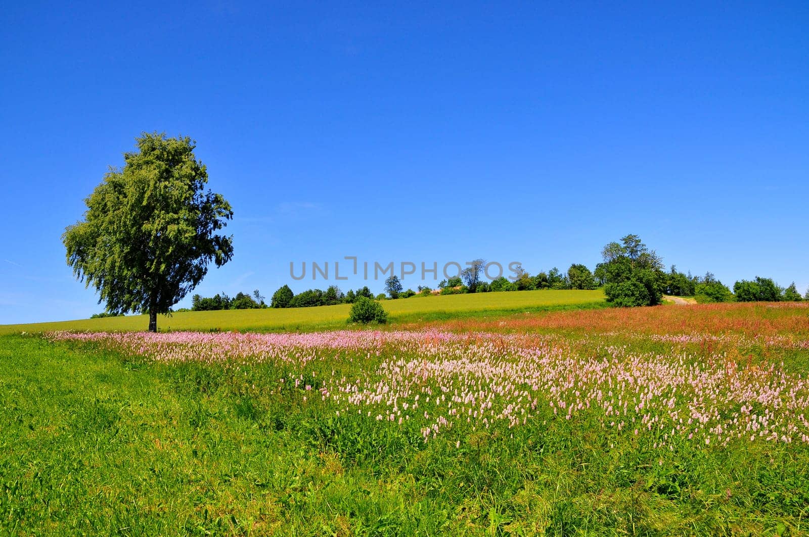 Tree on meadow